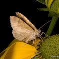 Makrofotografie - Fliegende Insekten